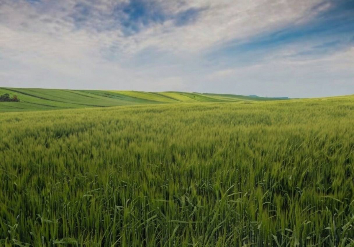 Земля без договору: в Запоріжжі чоловік роками користувався ділянкою і не платив