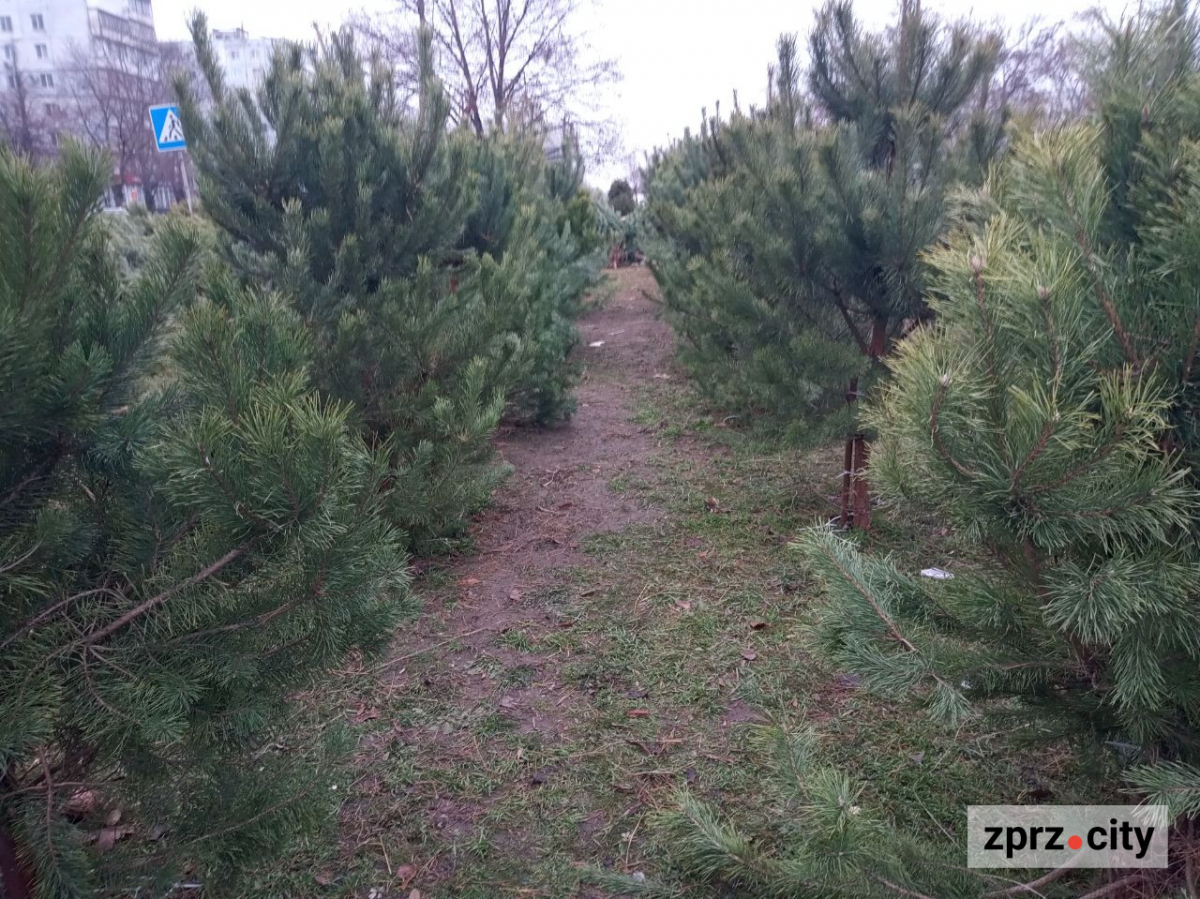 В традиційному місці наймолодшого району Запоріжжя запрацював ялинковий базар - фото