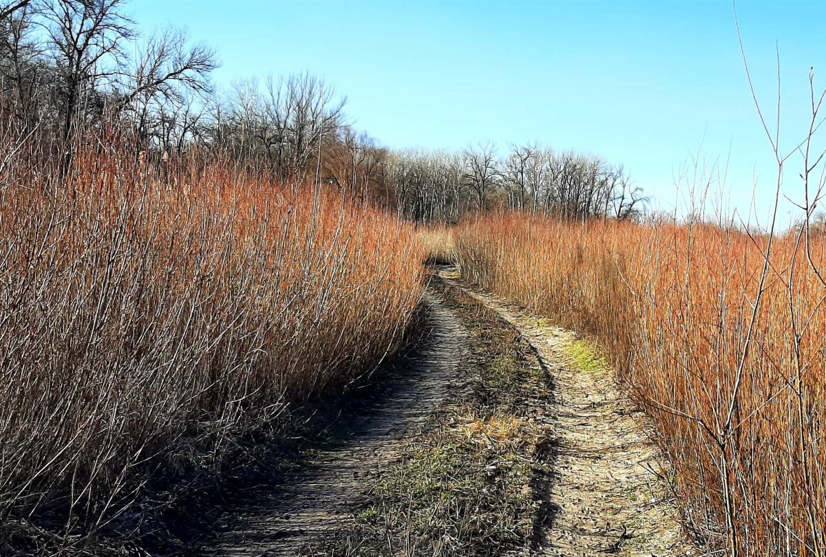Життя перемагає: червонокнижні птахи не покинули Хортицю та звили нове гніздо (фото)