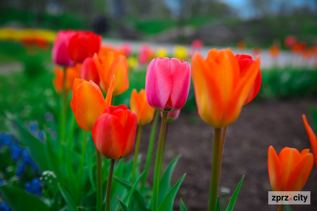 В одному з найкрасивіших парків Запоріжжя розпочався сезон тюльпанів - фото