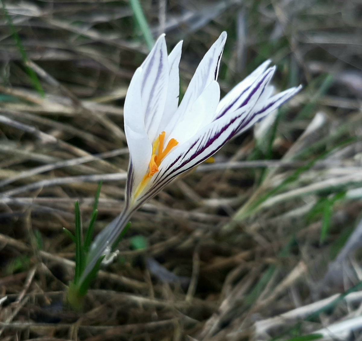 Лежала в посадці біля кургану: у Запорізькому районі знайшли стелу віком понад шість тисяч років (фото)