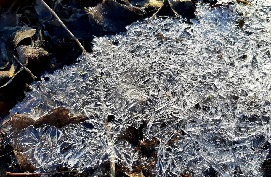 Як виглядає перший лід у лісі в Запоріжжі - фото