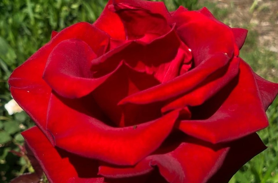 У запорізькому ботанічному саду почалась друга хвиля цвітіння дивовижних троянд - фото