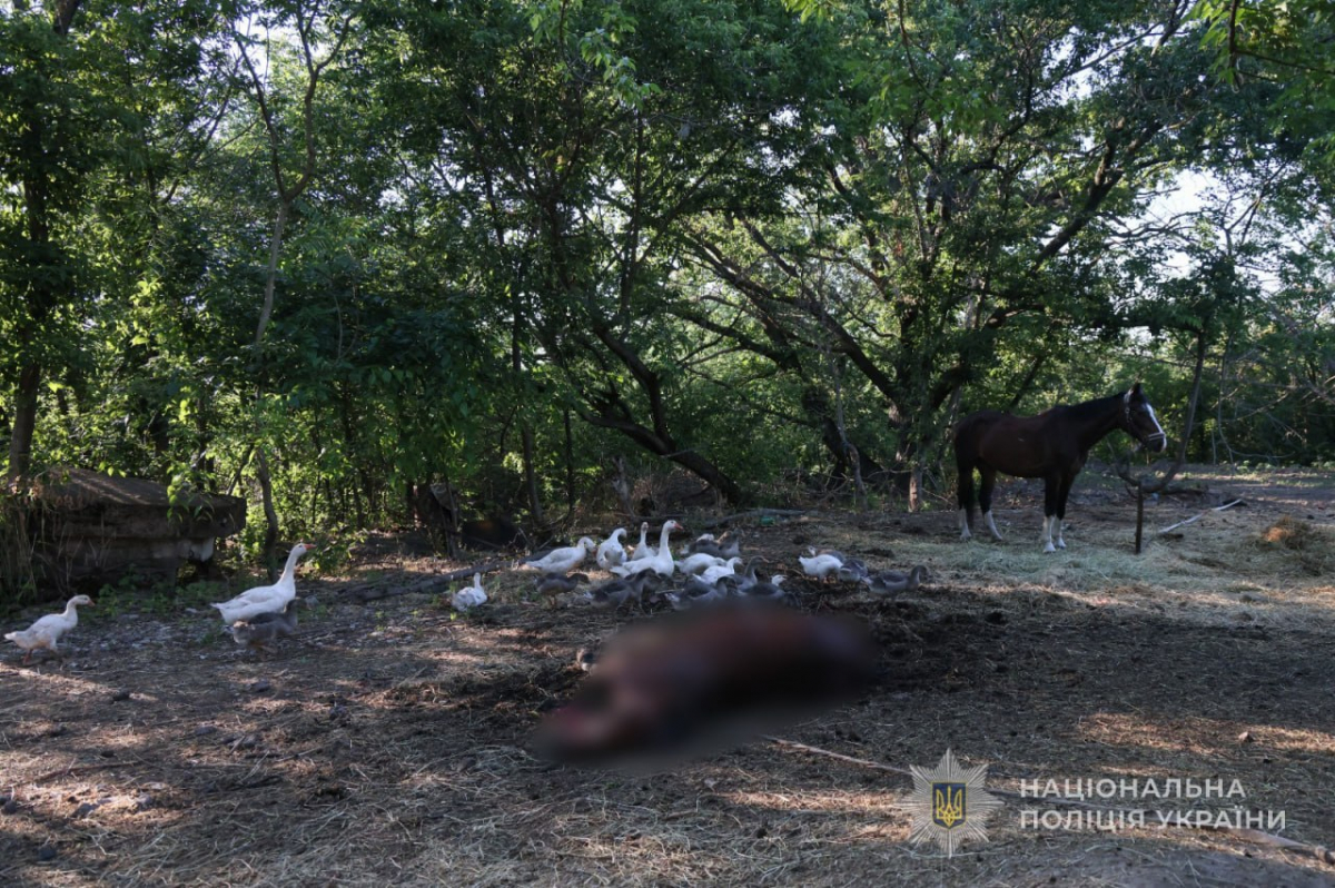 Дев'ять керованих авіабомб по Запоріжжю: загинули люди і коні (фото, відео)