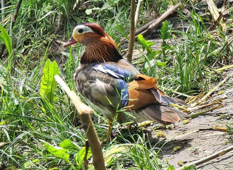 У Запоріжжі на березі Дніпра бачили екзотичних птахів із милими пташенятами - фото