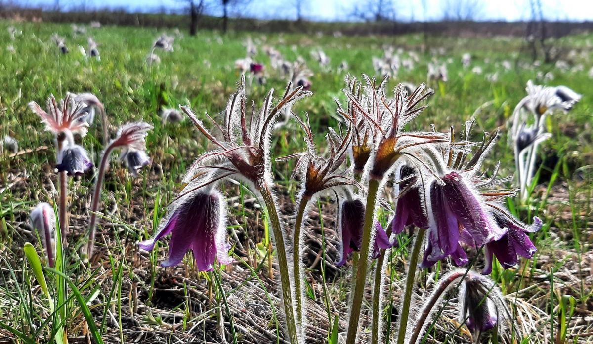 Перші гриби та дивовижні квіти - біолог показав фото весняної природи неподалік від Запоріжжя