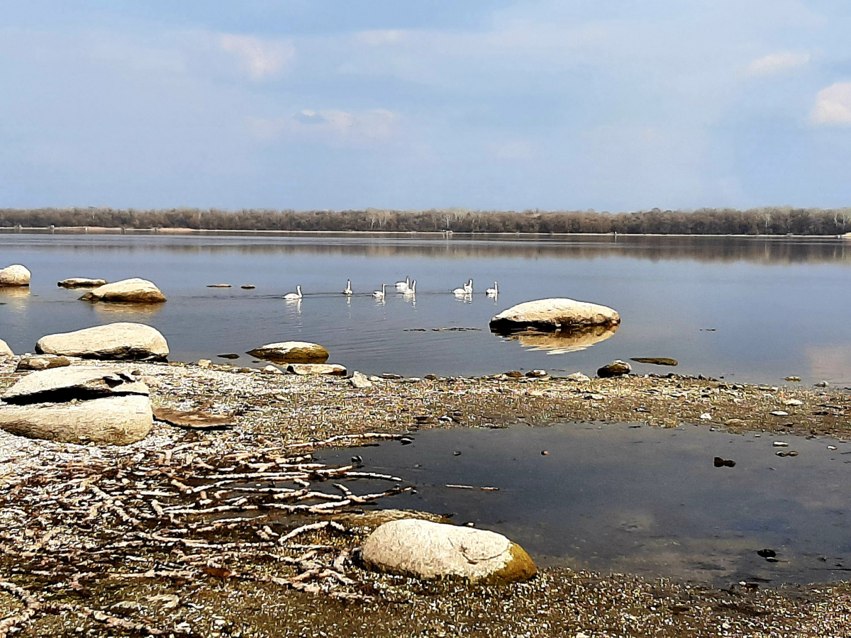 Запорізький біолог сфотографував лебедів у мальовничому селі Запорізької області - фото