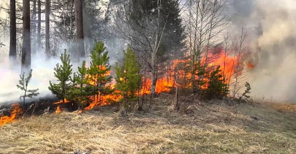 На території лісництва у Запорізькій області виникла пожежа через ворожі обстріли