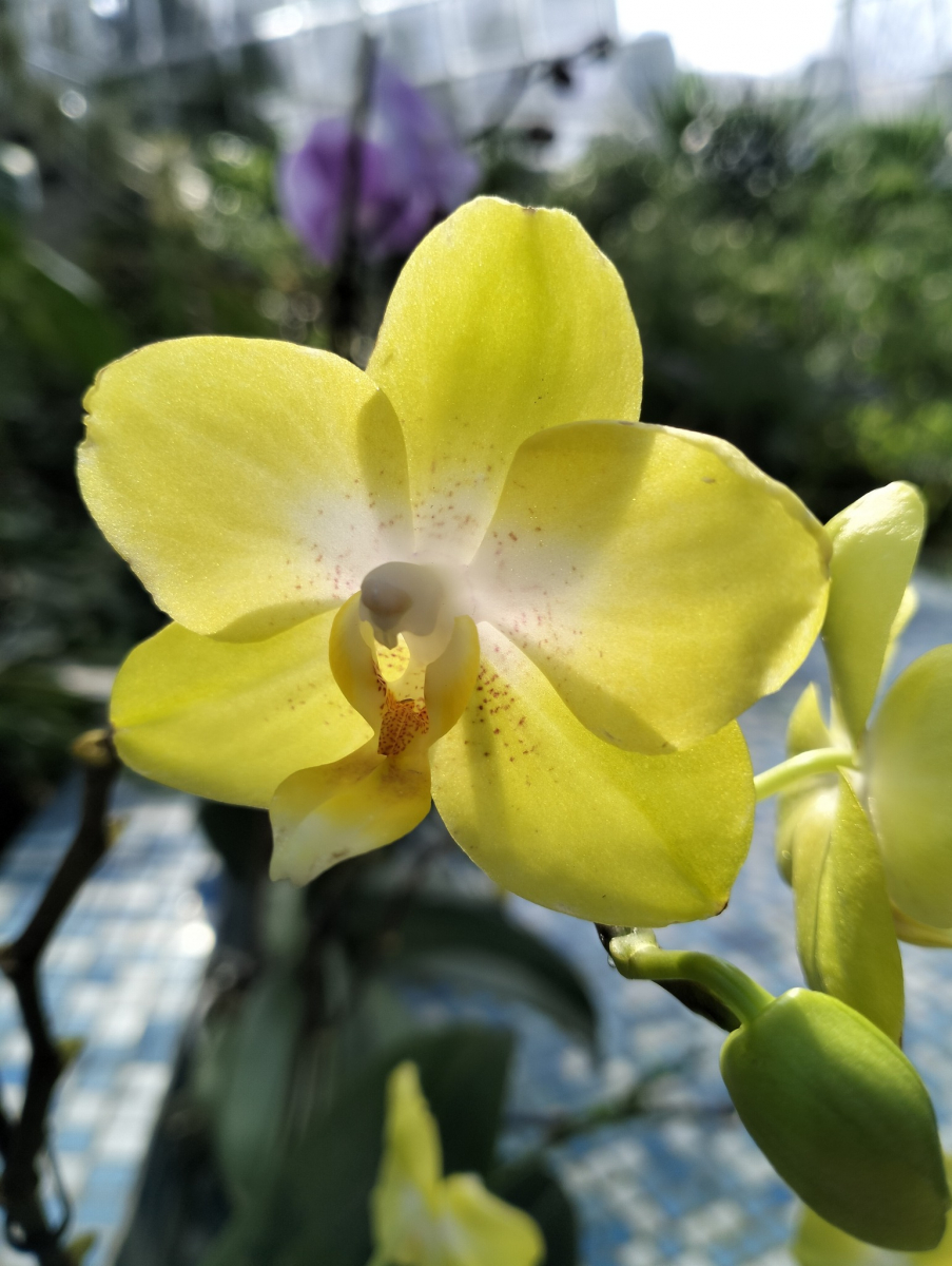 Вражають неповторністю та красою - у запорізькому ботанічному саду розцвіли орхідеї (фото)