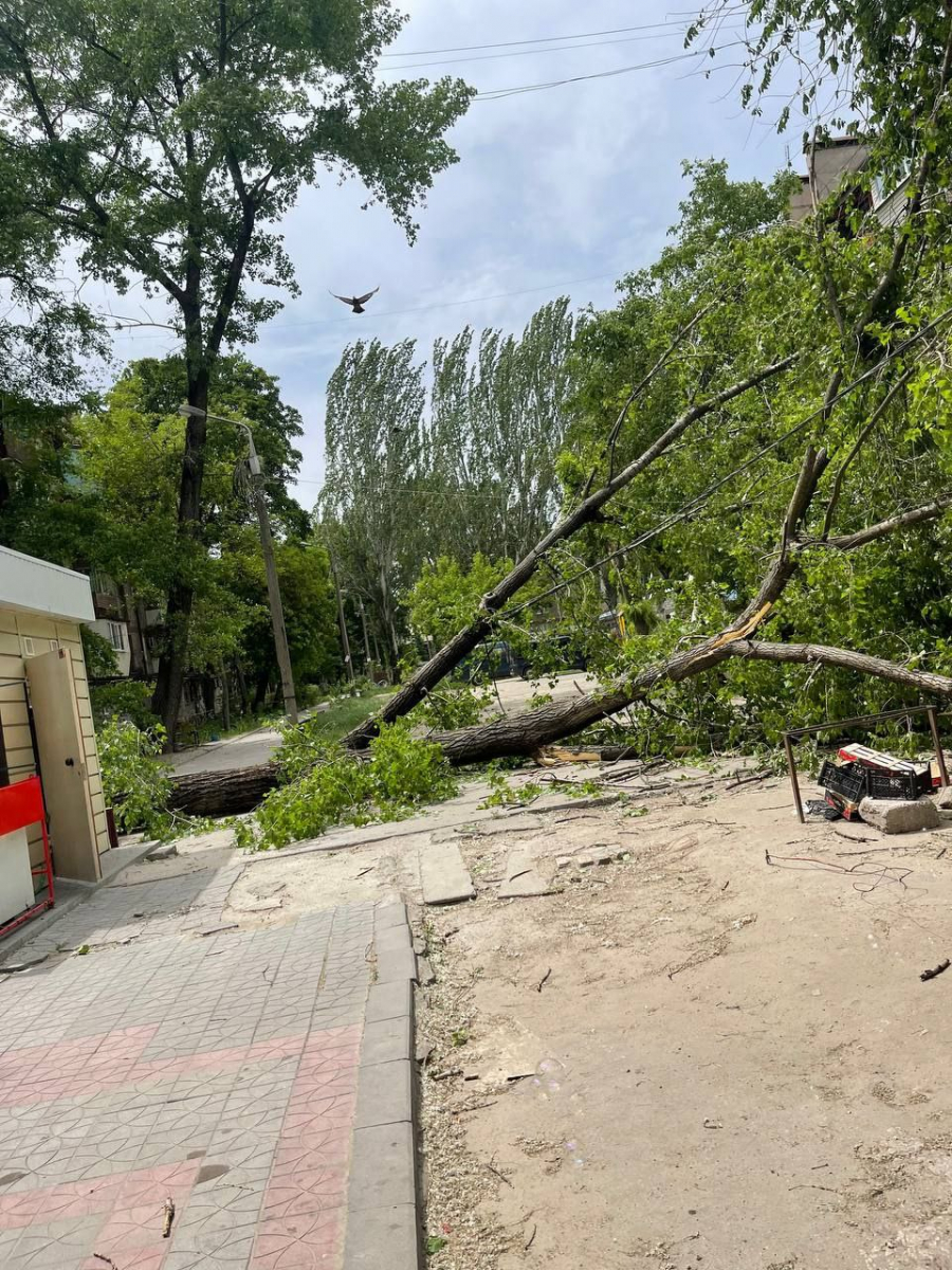 Впало на будинок - в одному з районів Запоріжжя сильний вітер зламав дерево у дворі багатоповерхівки (фото)