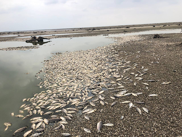 Почалося: у Запорізькому районі зафіксували масову загибель риби - подробиці та фото