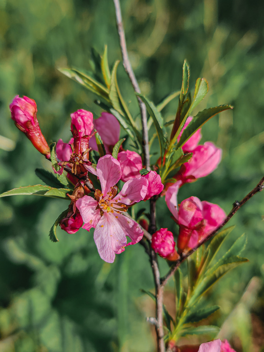 Запорізький біолог сфотографував, як квітне рослина, яку використовують у виробництві вина 