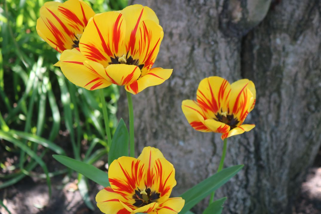 Що запорізьким садівникам робити з тюльпанами після цвітіння - поради