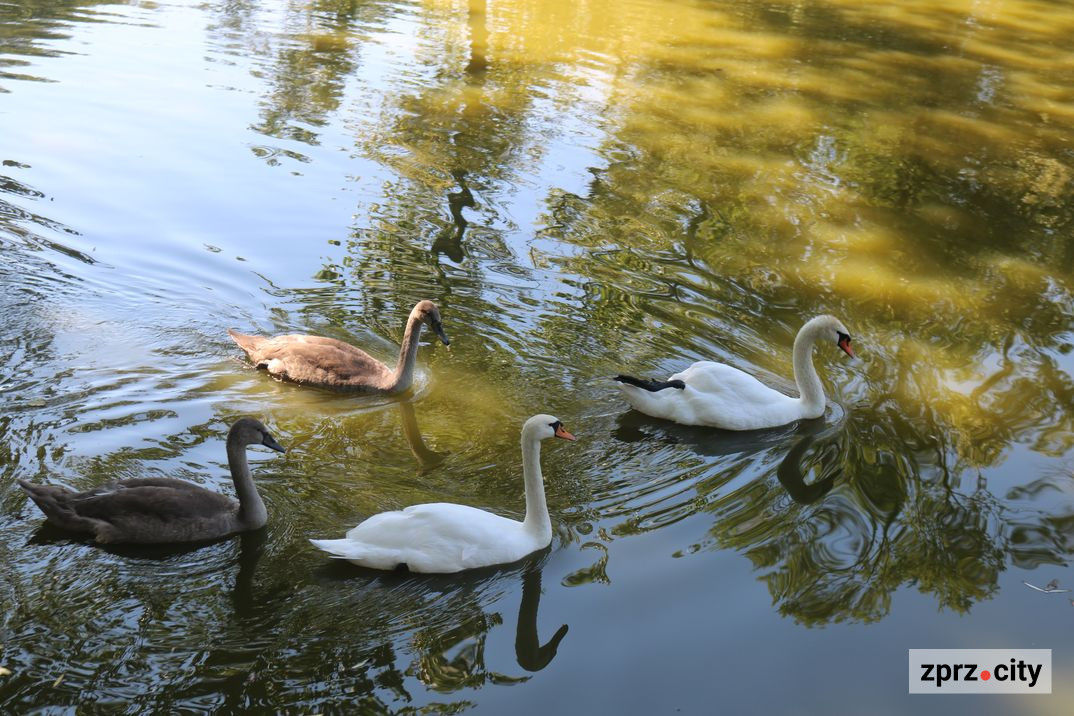 Пташенята лебедів виросли: птахи та тварини головного запорізького парку в середині серпня - фото