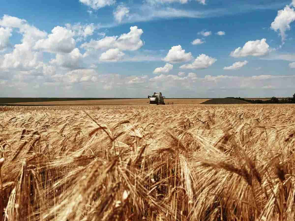 Жнива, фото ілюстративне