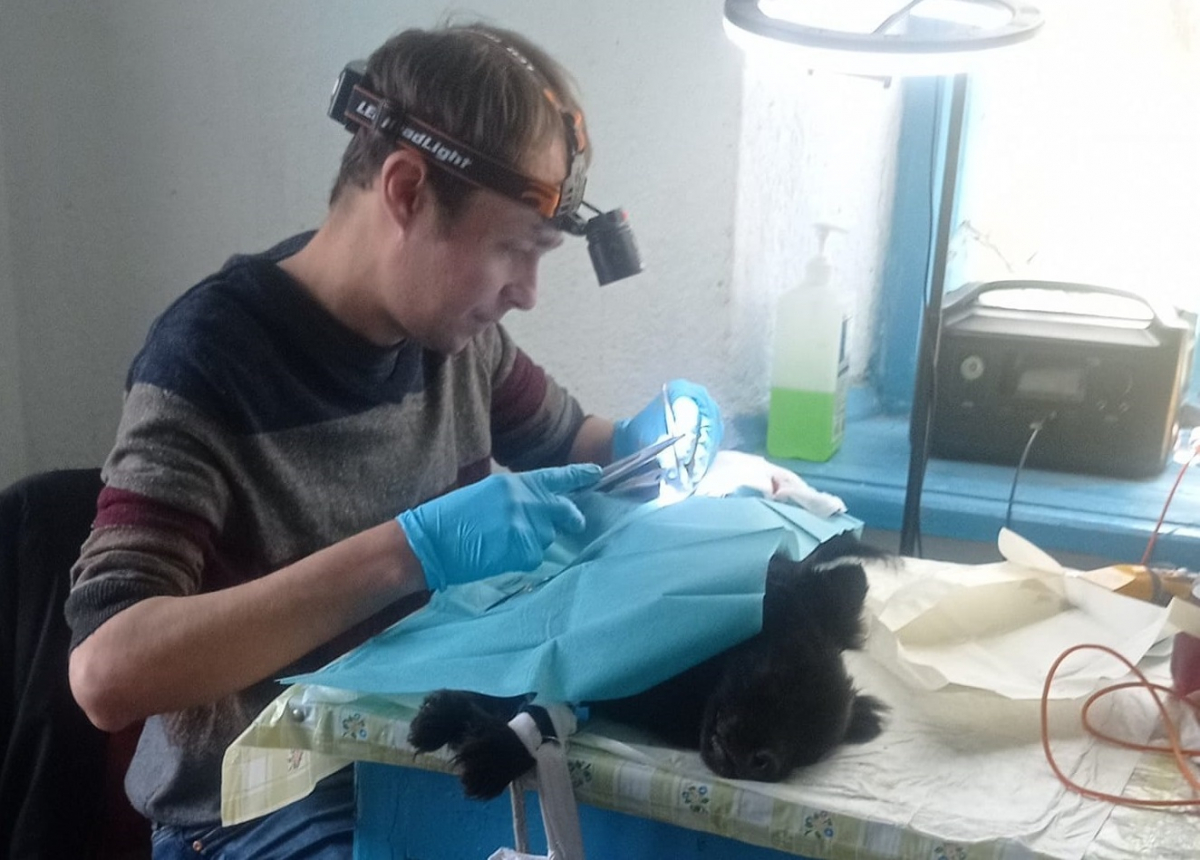 Запорізькі волонтери організували масштабну стерилізацію тварин під обстрілами: подробиці