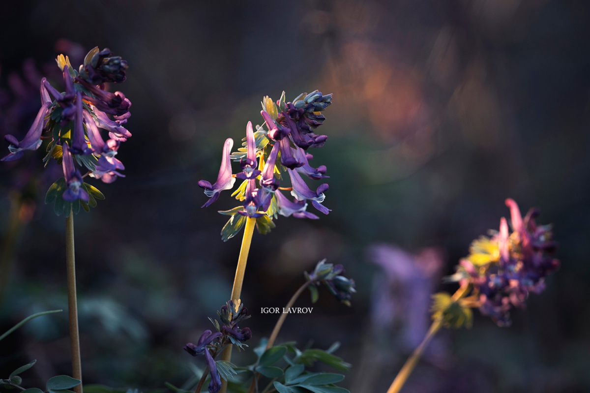 Запорізький фотохудожник дивовижно сфотографував красиві весняні квіти