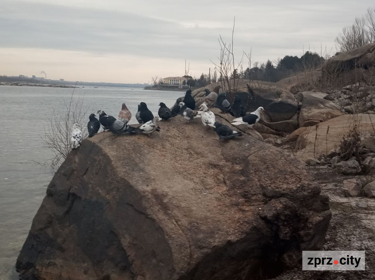 Води стало більше - як виглядає узбережжя Хортиці наприкінці зими (фото)