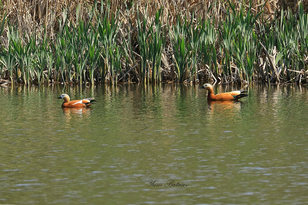 У затоці річки в Запоріжжі оселилися червонокнижні качки незвичайного кольору - фото