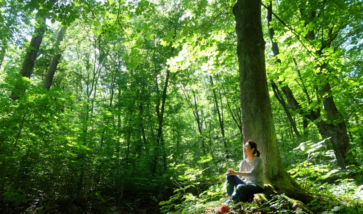 Медитативна прогулянка лісом - цікавий спосіб зняти напругу та стрес