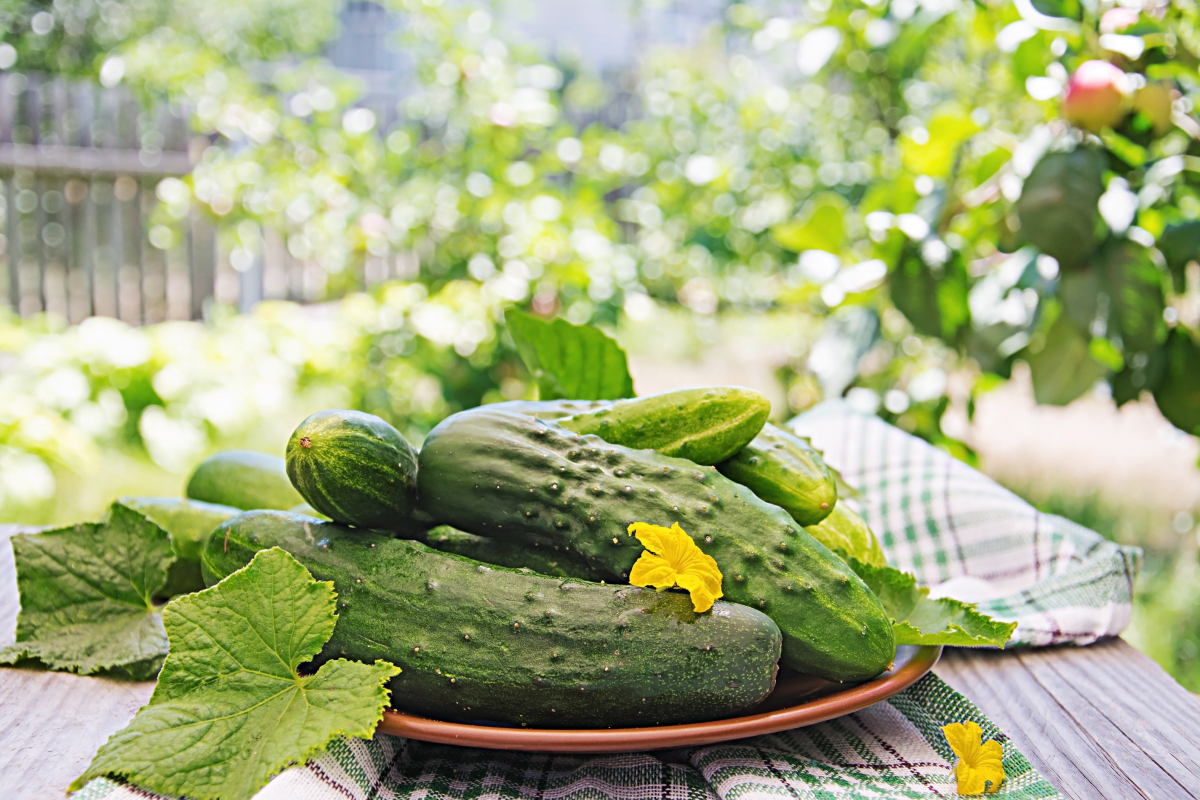 Врожай без гіркоти: секрети вирощування смачних огірків