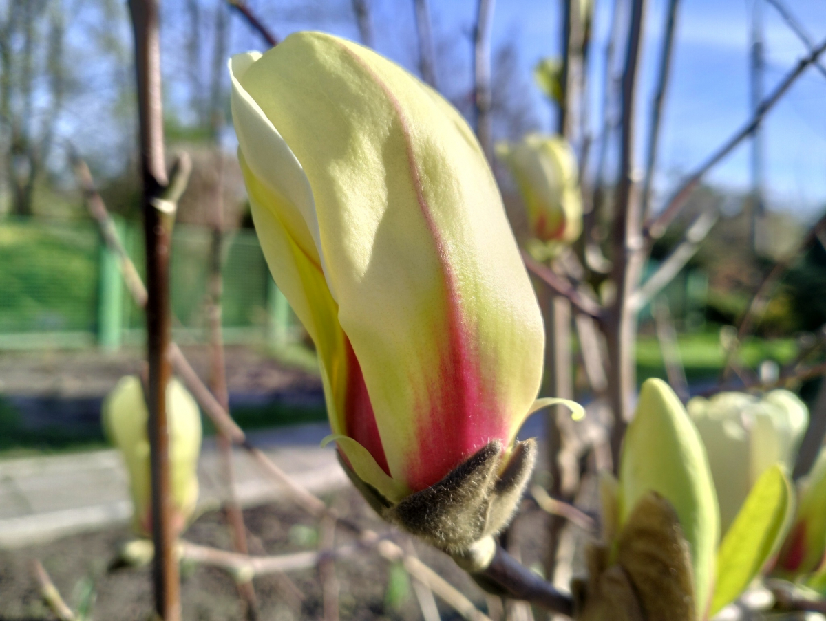 Чарівна весна – запорізький ботанічний сад заграв яскравими барвами