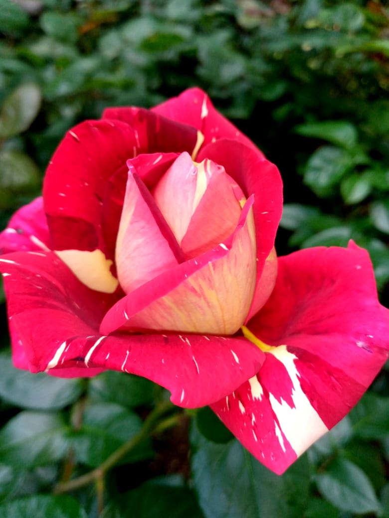 У Запоріжжі розквітає Алея троянд - фото