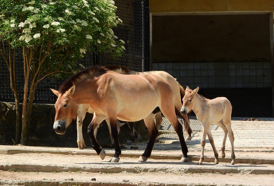 У зоопарку, що знаходиться на окупованій частині Запорізької області, народився рідкісний дикий кінь - фото, відео