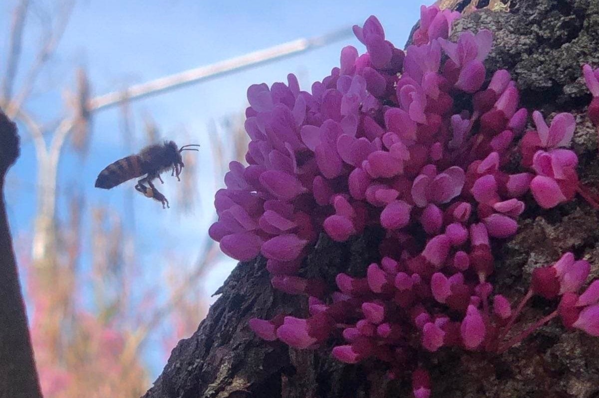 У Запоріжжі розквітло унікальне дерево з квітками на стовбурі - фото
