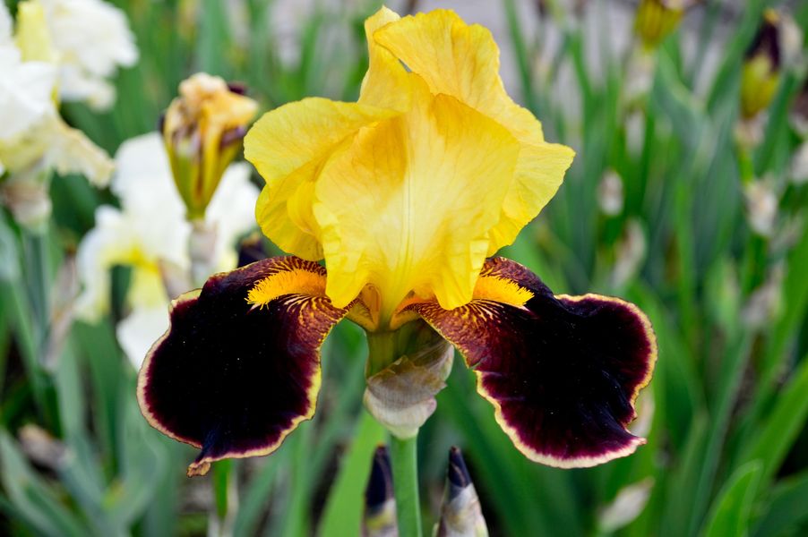 У запорізькому ботанічному саду квітнуть іриси незвичайних кольорів - фото, відео