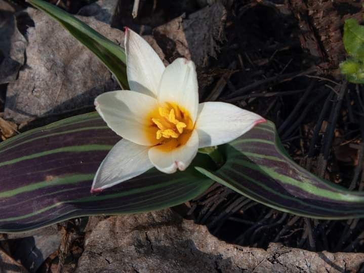 Запорізький фотограф знайшов надзвичайну квітку