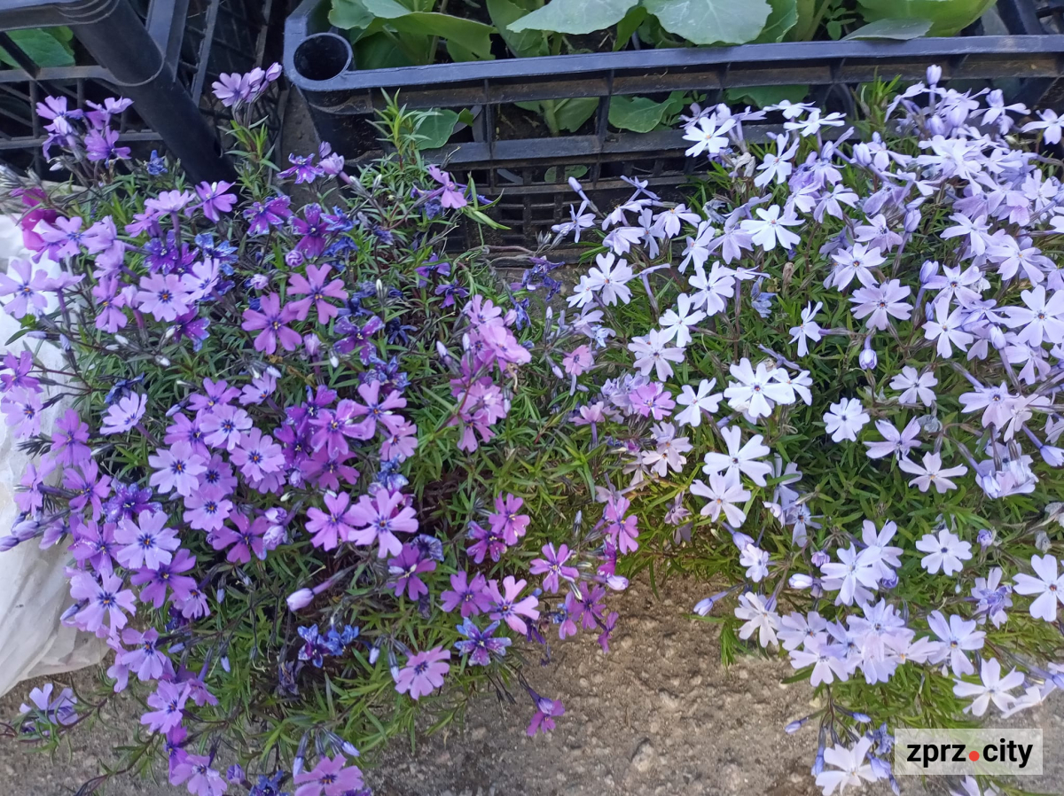 Які квіти для дачі та саду користуються популярністю в запоріжців - фото
