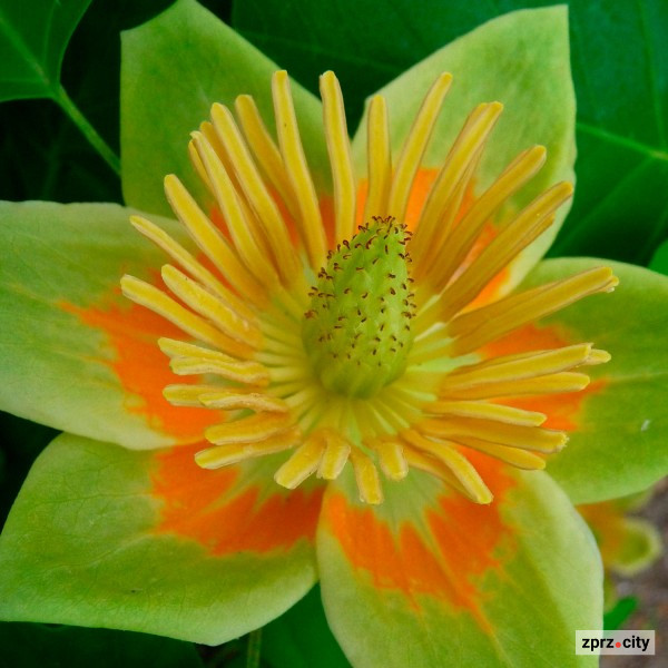 У запорізькому ботанічному саду красиво квітне найближчий родич магнолій - фото