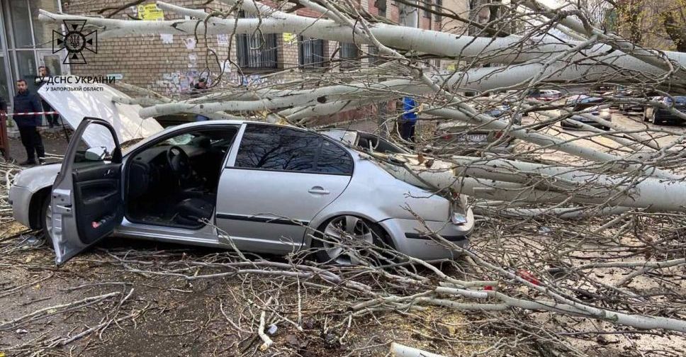 У центрі Запоріжжя впало дерево — постраждав перехожий