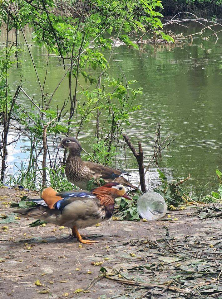 У Запоріжжі на березі Дніпра бачили екзотичних птахів із милими пташенятами - фото