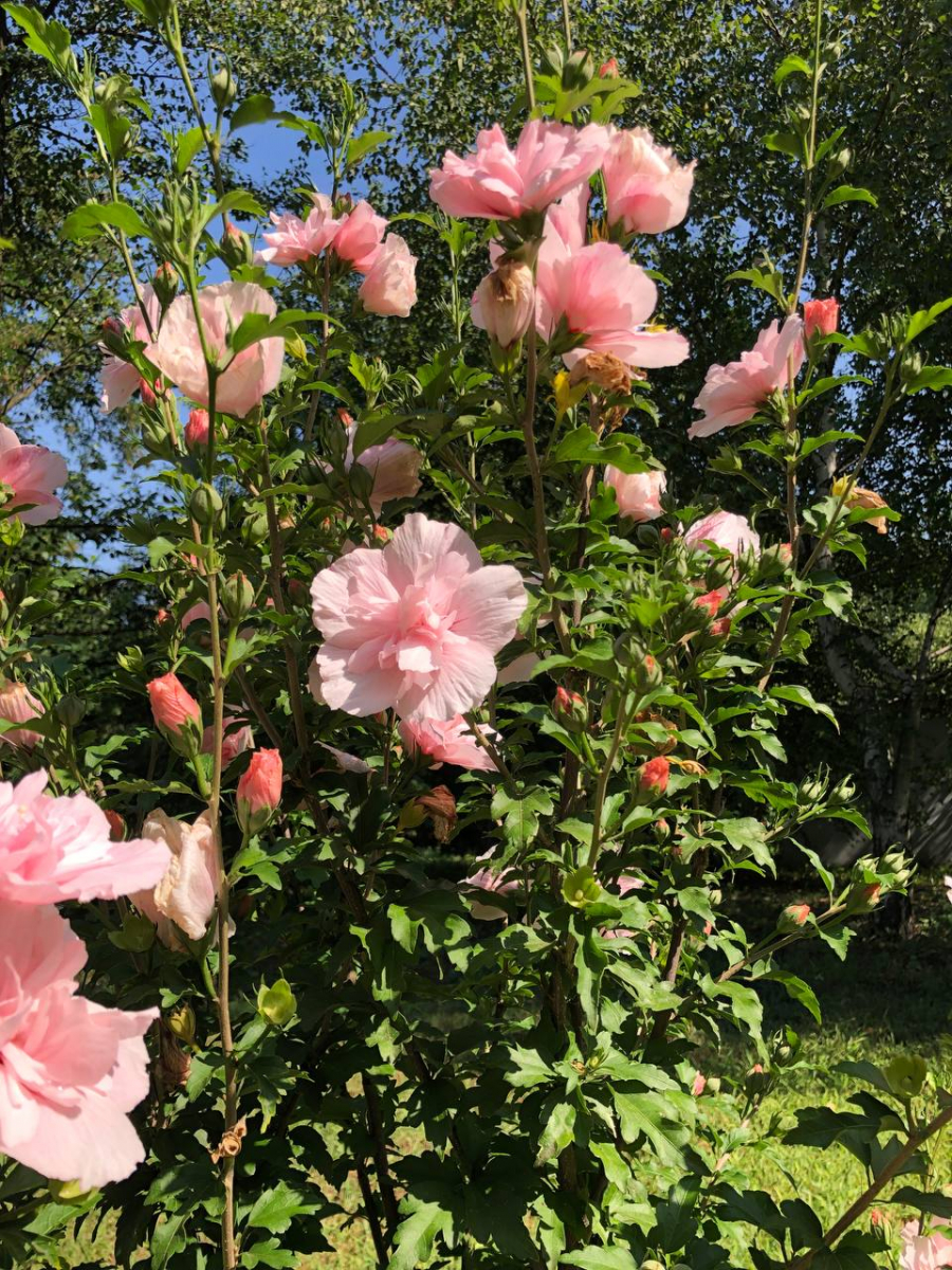 У Запоріжжі красиво квітне китайська троянда: фоторепортаж із забороненого для відвідування місця