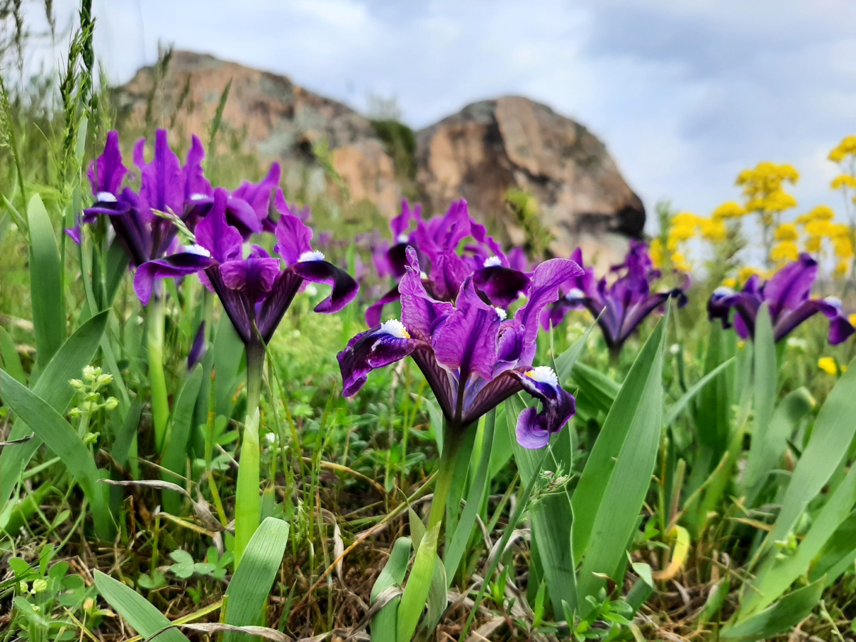У Запоріжжі в заповідному урочищі квітнуть дикі півники та рідкісні тюльпани - фото