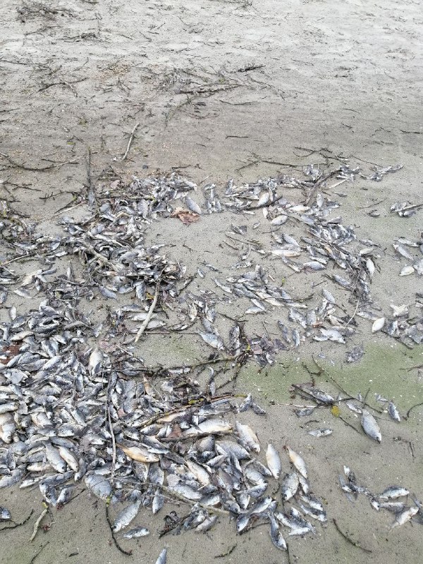 У заплаві в Запорізькій області берег всіяний мертвою рибою - фото