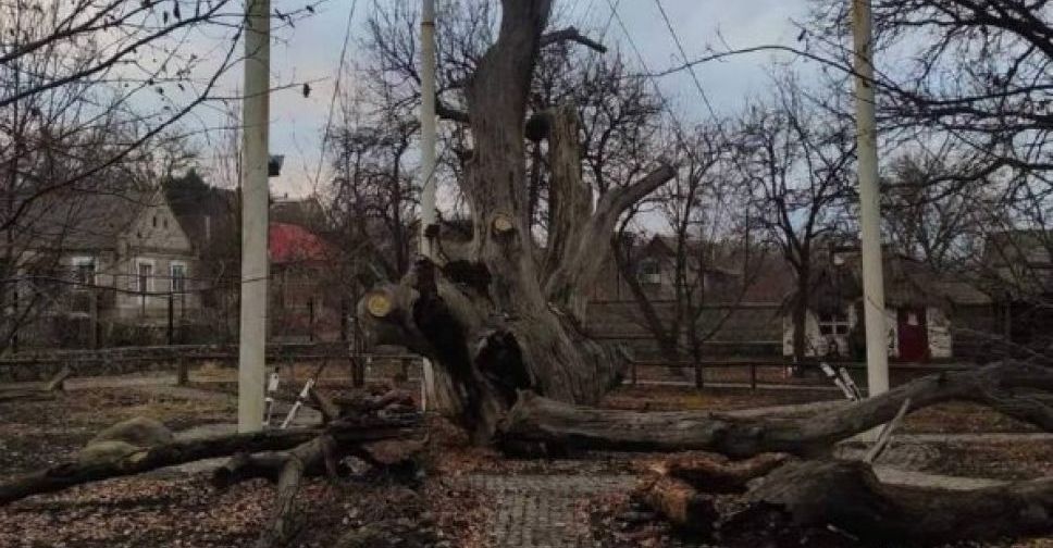 У Запоріжжі рухнув 700-річний дуб