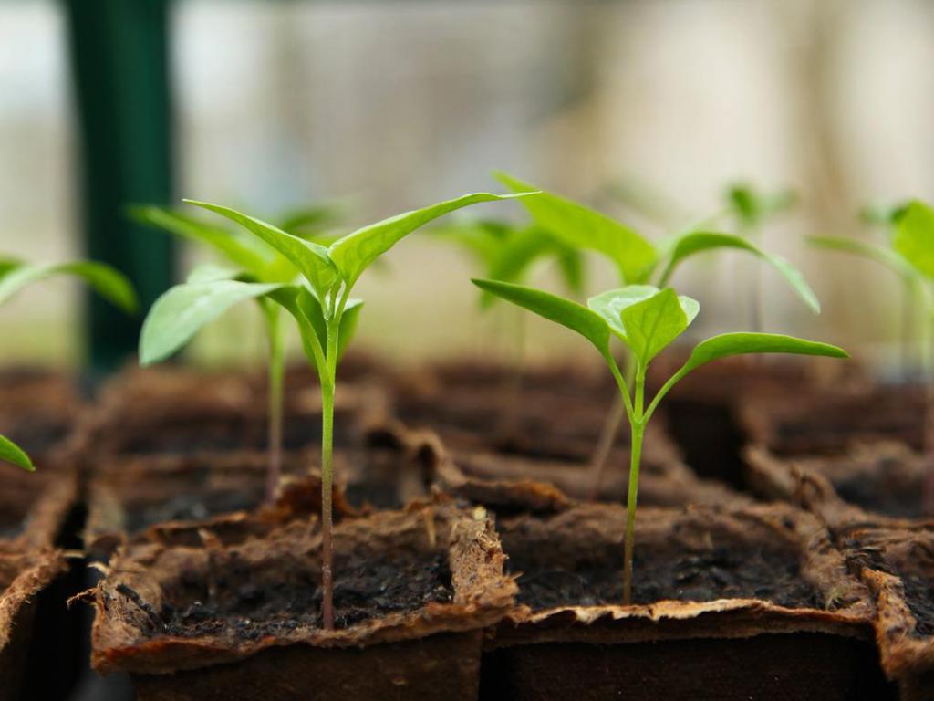Запорука майбутнього врожаю: як висаджувати розсаду перцю у відкритий ґрунт