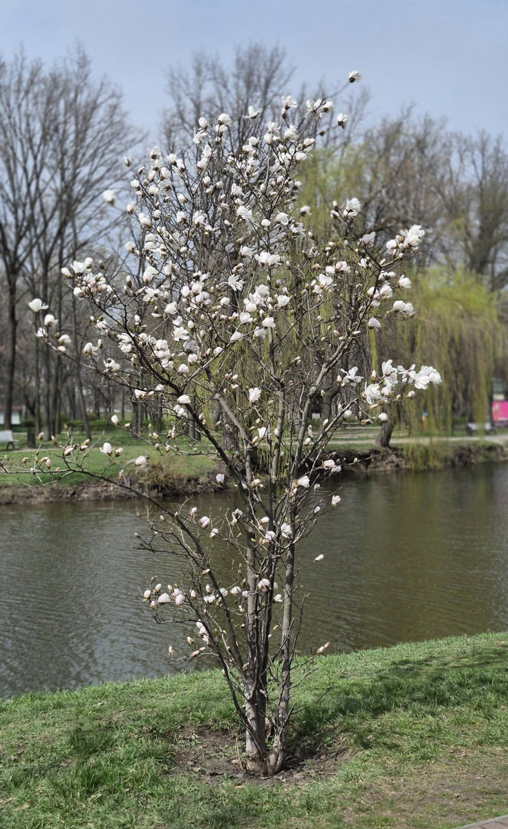 Весна в "Дубовці": у запорізькому парку розквітли ніжні білі магнолії (фото)