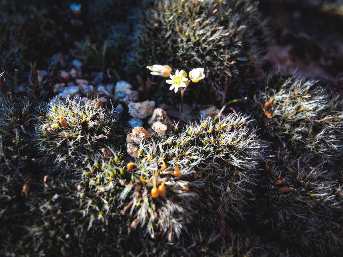 Як виглядають перші весняні квіти в Запоріжжі на природі - фото
