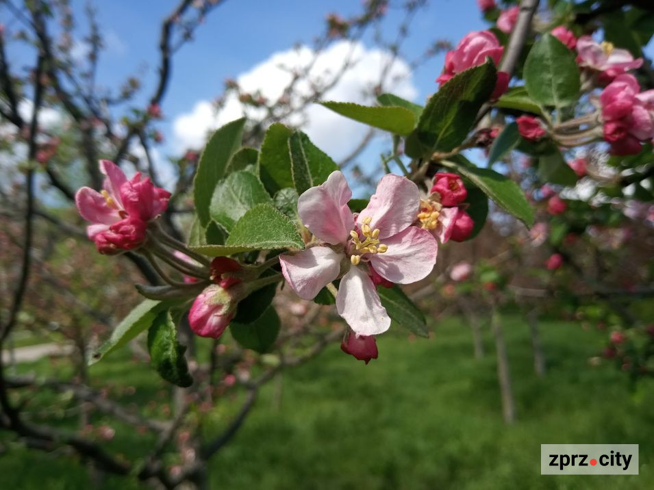 У запорізькому парку починають цвісти яблуні - фото