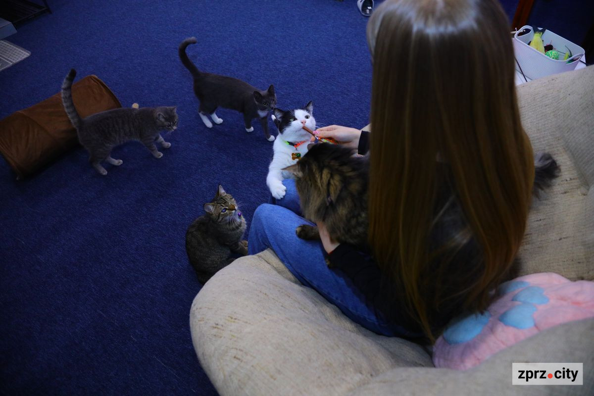 У Запоріжжі працює кафе, де прихистили котиків-переселенців - пухнастиків безплатно віддають у добрі руки