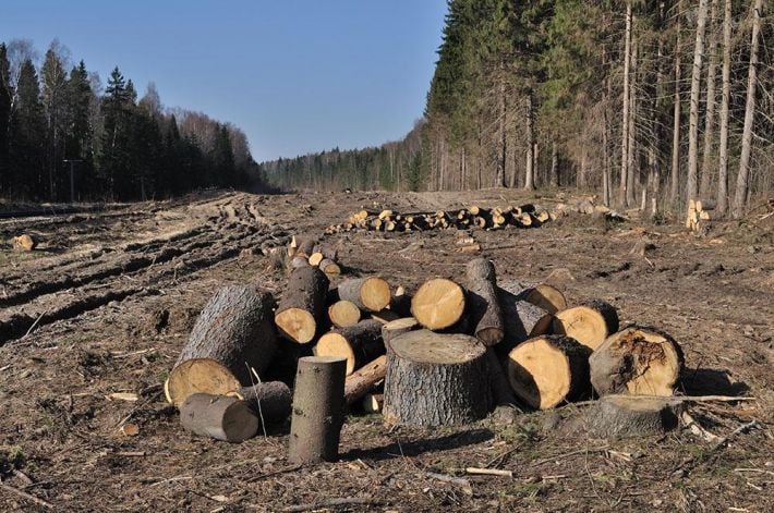 Росіяни знищують ліс на Мелітопольщині: подробиці