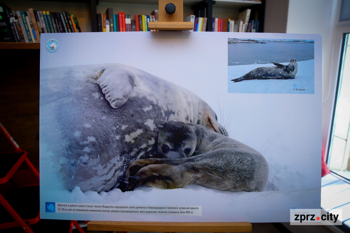 У Запоріжжі з’явився куточок Антарктики: ексклюзивне інтерв’ю з українським полярником-рекордсменом