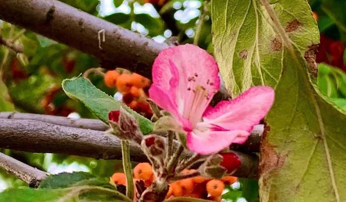 Весняна осінь: у Запоріжжі розквітли плодові дерева - фото