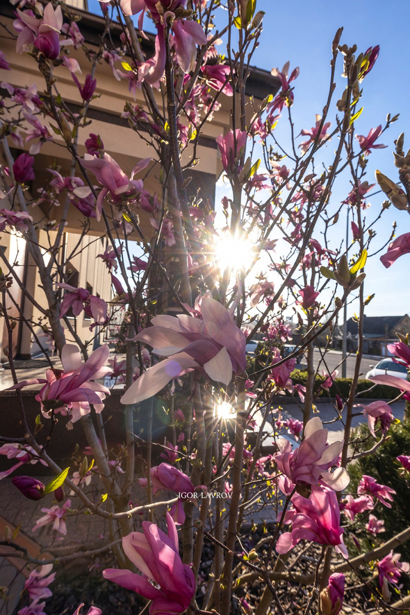 Аромат гіацинтів - це щось неймовірне: де у Запоріжжі можна помилуватись цими квітами (фото)