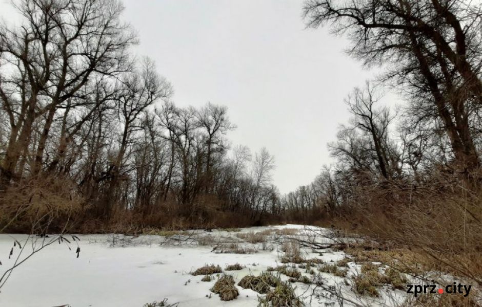 Запорожский биолог показал, как зимой выглядит плавневый лес острова Хортица - фото