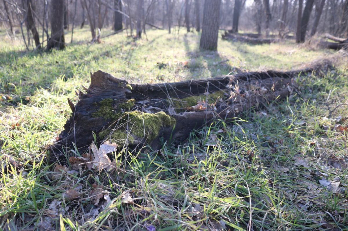 Хортиця в березні 2026 року. Фото: Антоніна Фролова